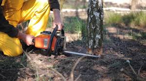 Lawn Renovation and Restoration in Columbine, CO