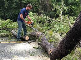 Mulching Services in Columbine, CO