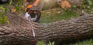 Best Tree Removal  in Lumbine, CO