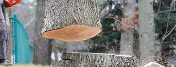 Best Tree Risk Assessment  in Lumbine, CO