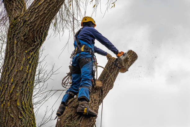 Best Arborist Consultation Services  in Lumbine, CO