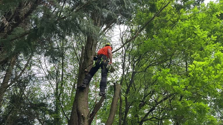  Lumbine, CO Tree Services Pros