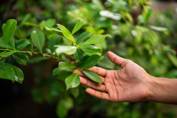 Best Tree Preservation Services  in Lumbine, CO