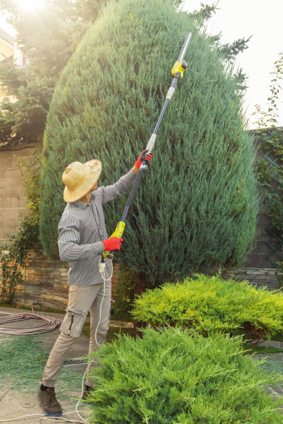 Best Lawn Pest Prevention  in Lumbine, CO