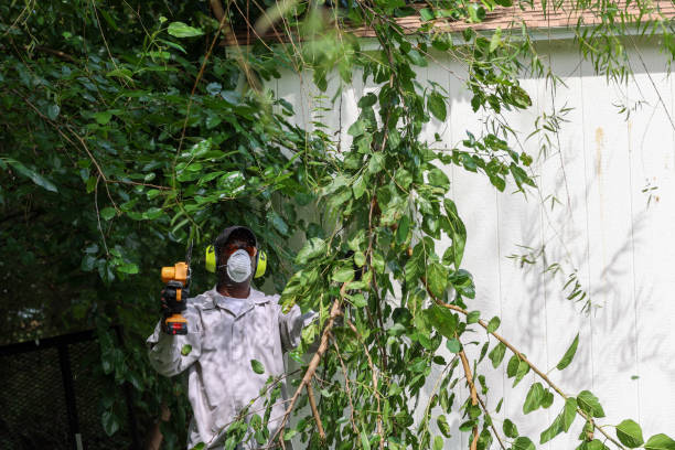Best Tree and Shrub Care  in Lumbine, CO