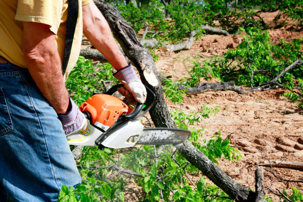 Best Lawn Watering Services  in Lumbine, CO